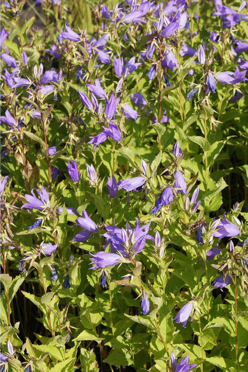 Campanula latifolia var. macrantha