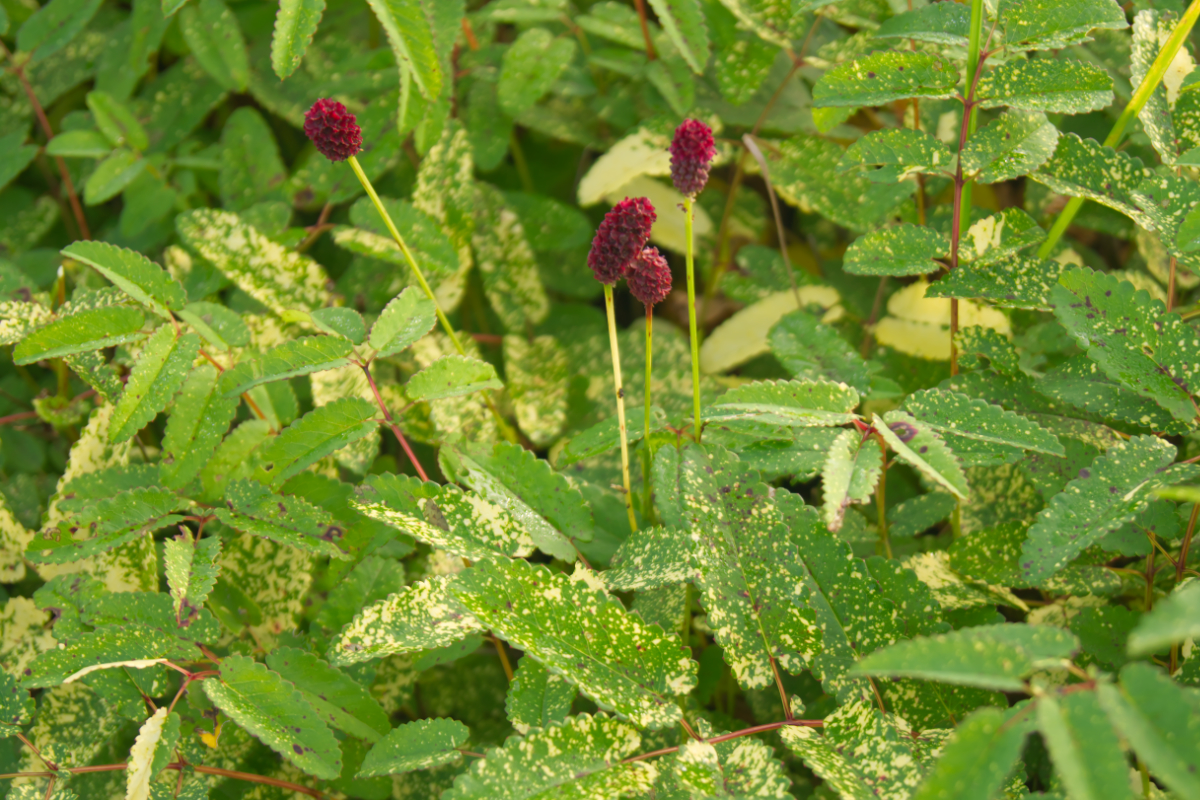 Sanguisorba officinalis 'Lemon Splash'