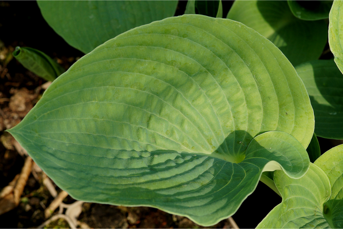 Hosta sieboldiana 'Elegans'
