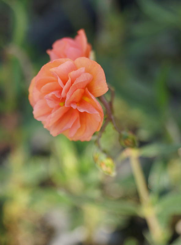 Helianthemum Hybride 'Junges Apricot'