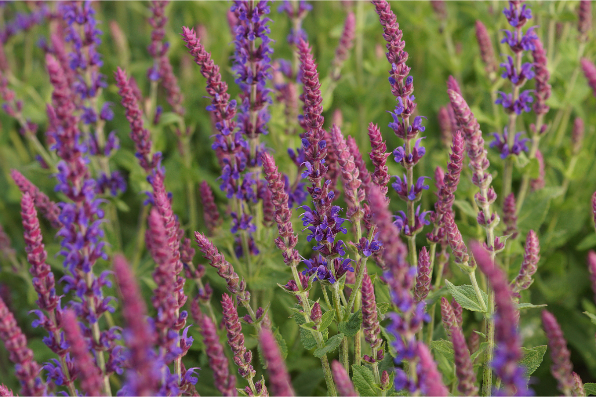 Salvia nemorosa 'Tänzerin' - Sommer-Gartensalbei