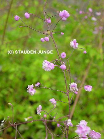 Thalictrum delavayi 'Hewitts Double' - China-Wiesenraute