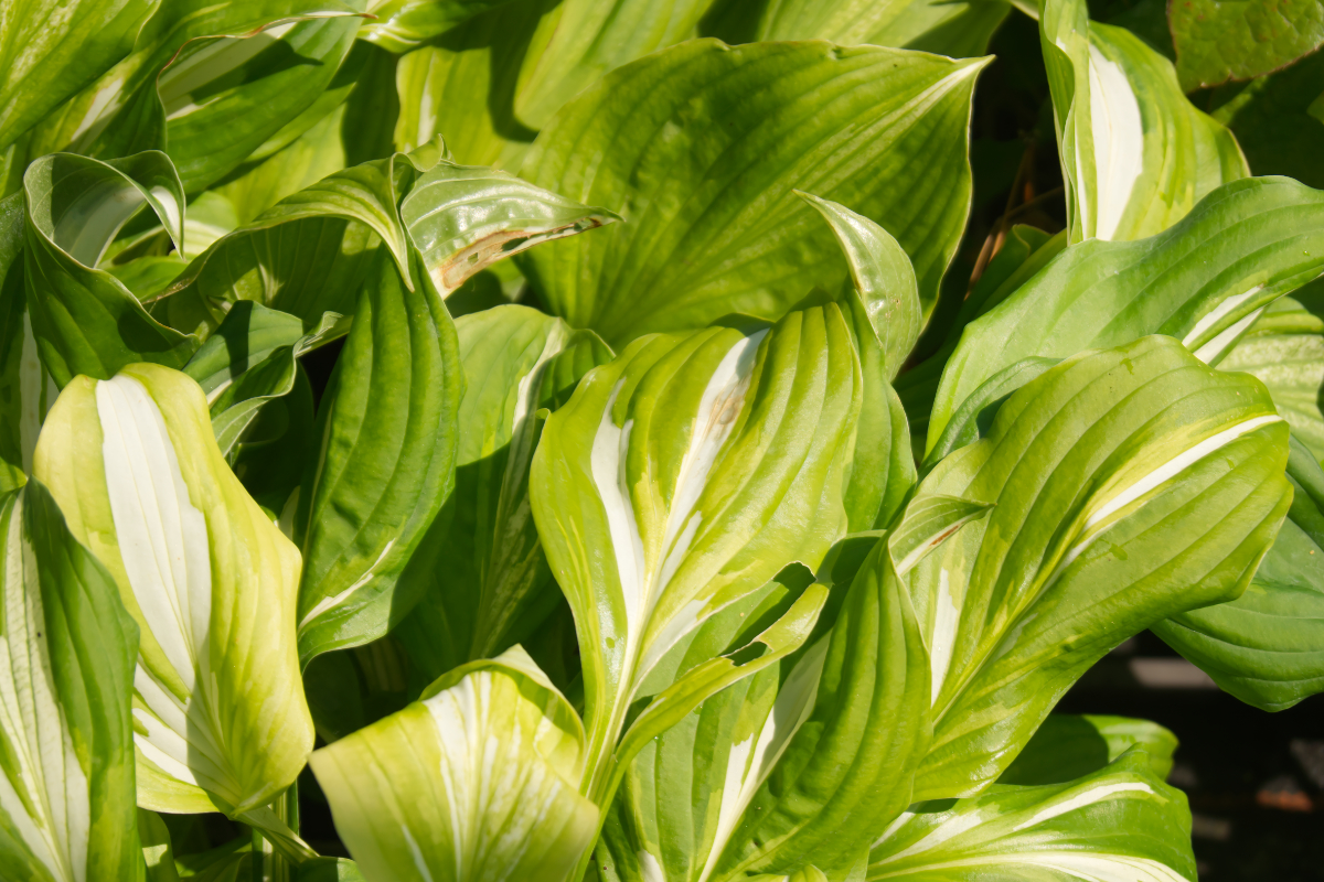 Hosta x undulata 'Univittata'
