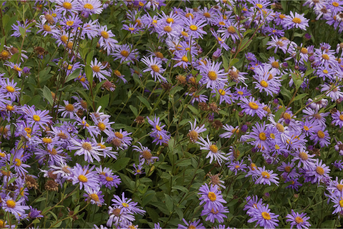 Aster x frikartii 'Mönch'