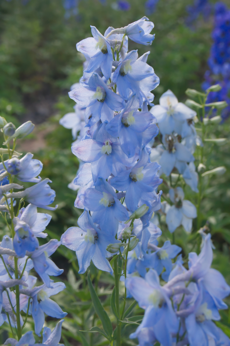 Delphinium Elatum-Hybr. 'Gletscherwasser'