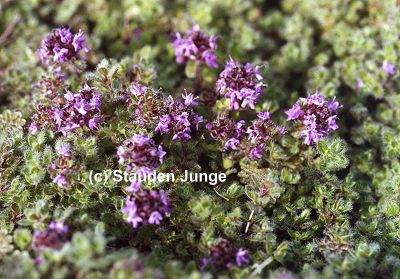 Thymus praecox var. pseudolanuginosus - Woll-Thymian