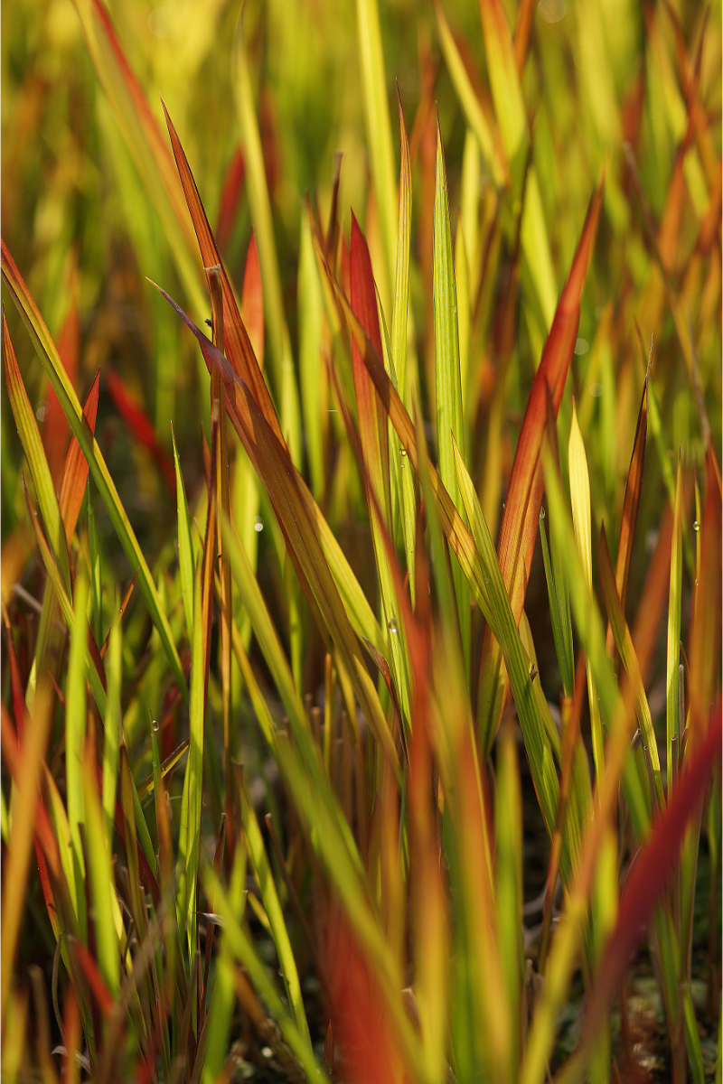 Imperata cylindrica 'Red Baron' - Japanisches Blutgras