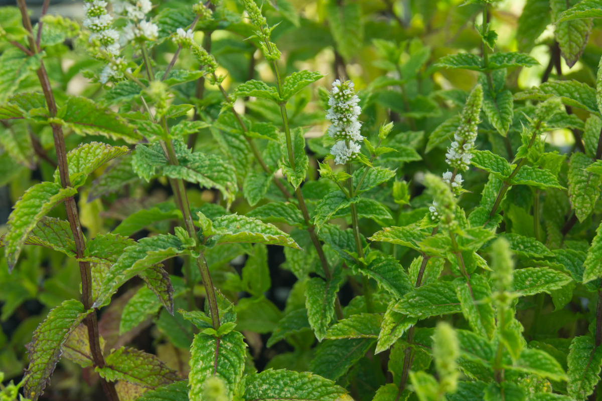 Mentha spicata v.crispa 'Marokko' - Krause Minze/ Marrokanische Minze