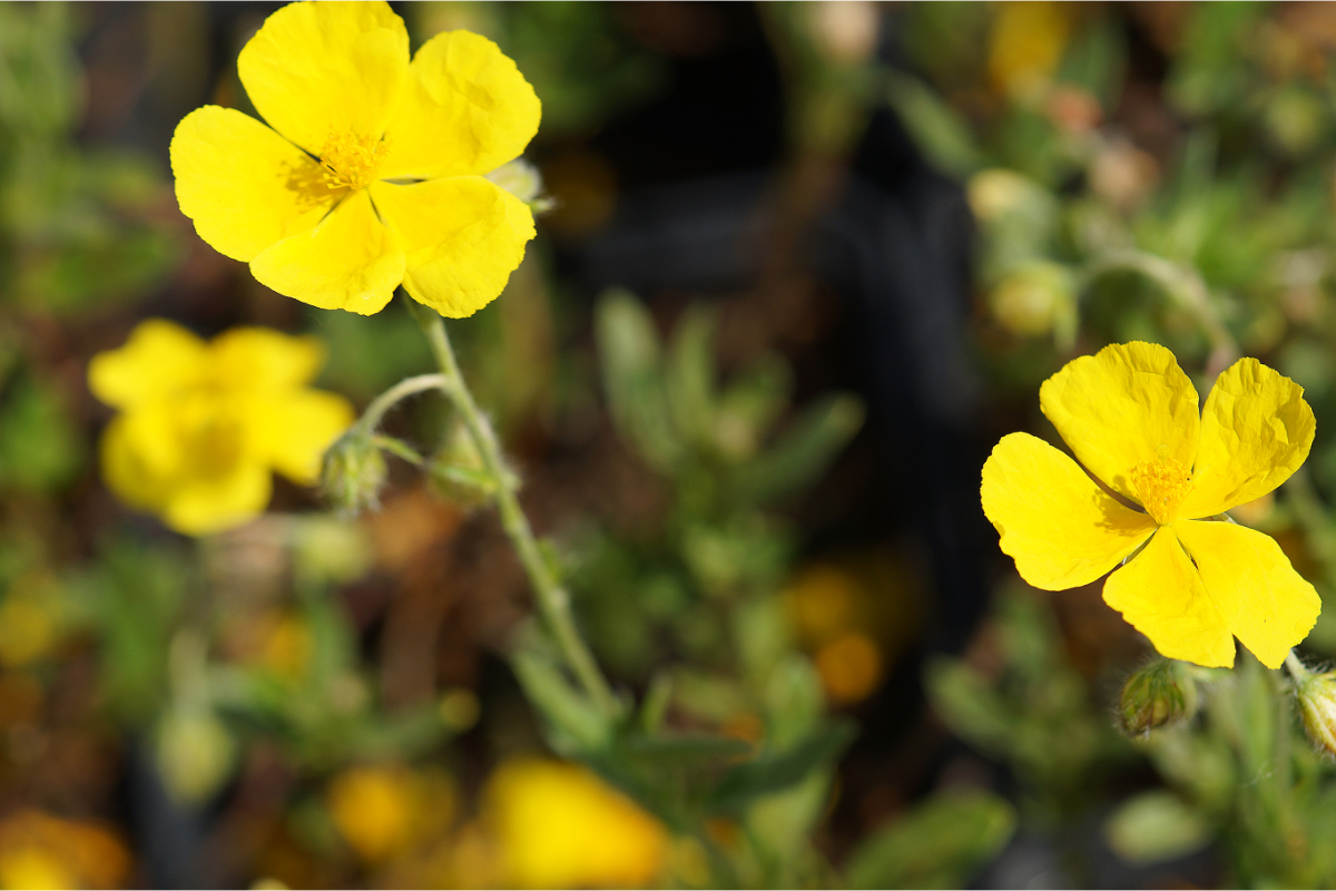 Helianthemum Hybride 'Sterntaler'