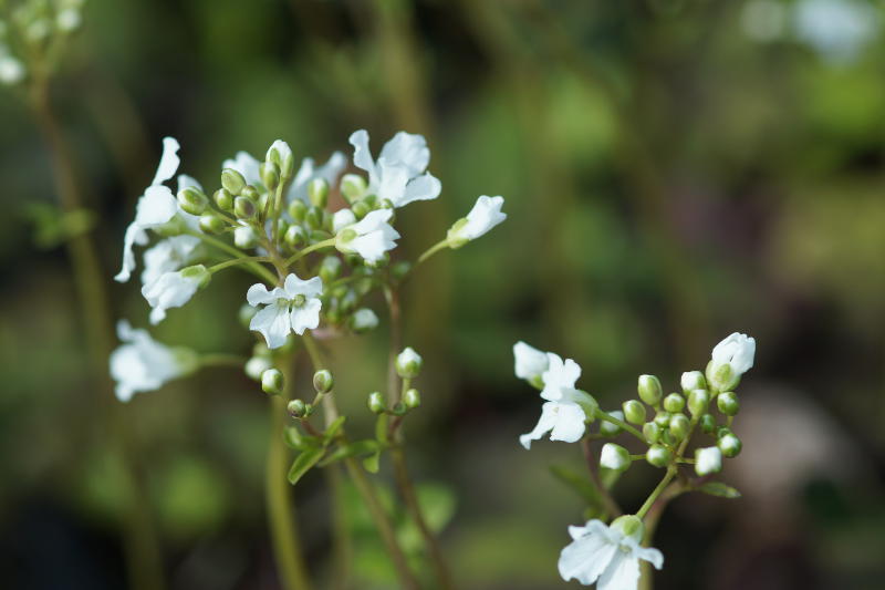 Cardamine trifolia - Kleeblättriges Schaumkraut