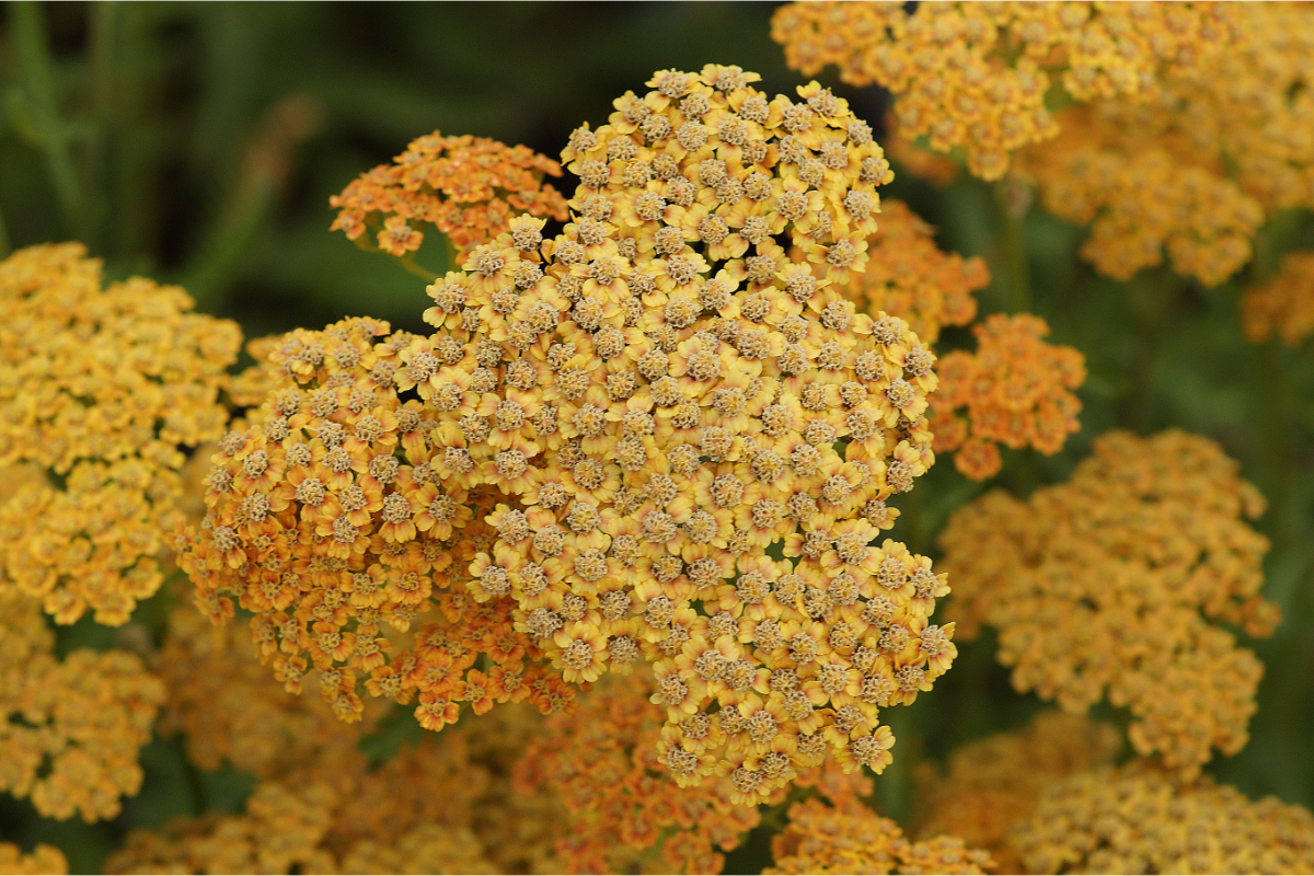 Achillea Millefolium-Hybr. 'Terracotta' - Schafgarbe