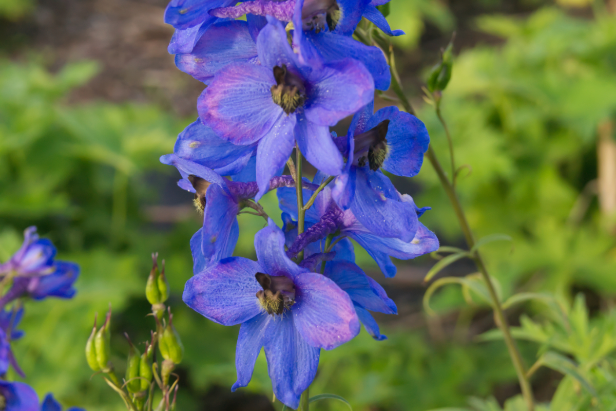 Delphinium Elatum-Hybr. 'Grünberg'