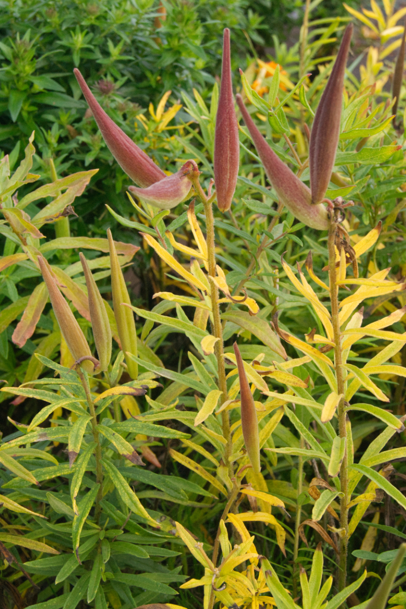 Asclepias tuberosa