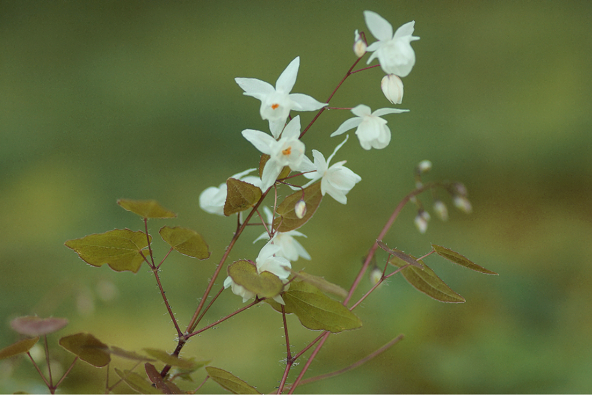 Epimedium x youngianum 'Niveum'