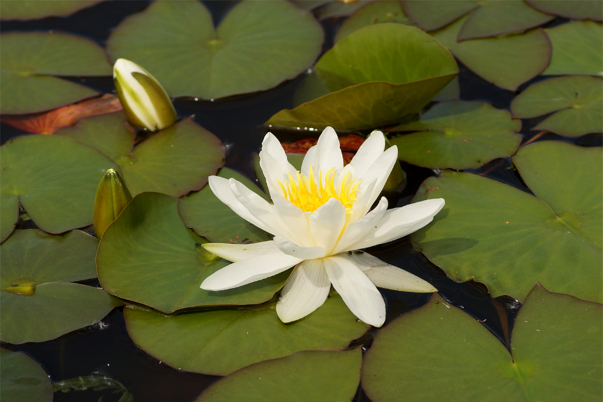 Nymphaea Hybride 'Hermine' - Seerose