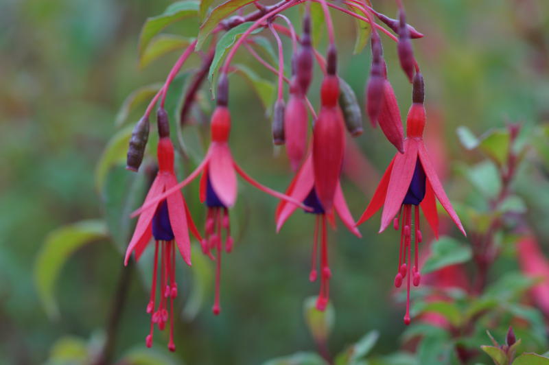 Fuchsia magellanica 'Gracilis' - Fuchsie