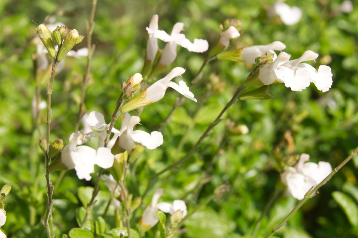 Salvia microphylla 'Gletsjer'