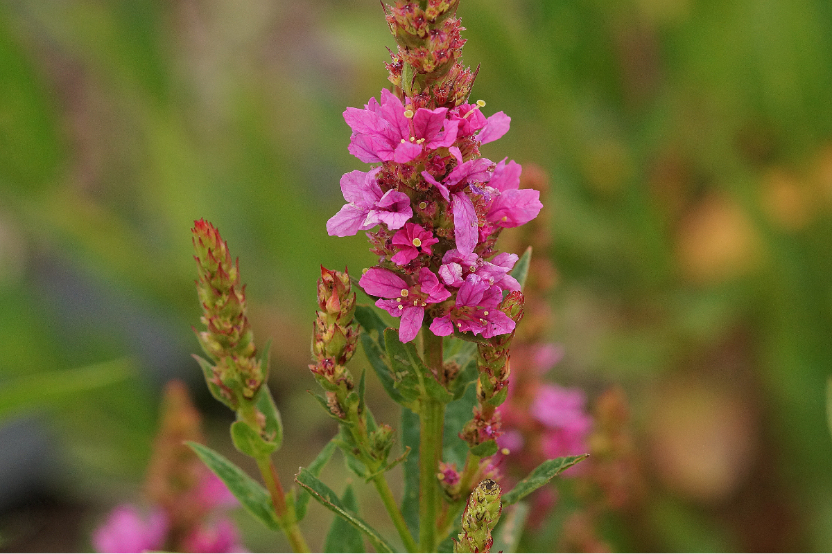 Lythrum salicaria 'Robert'