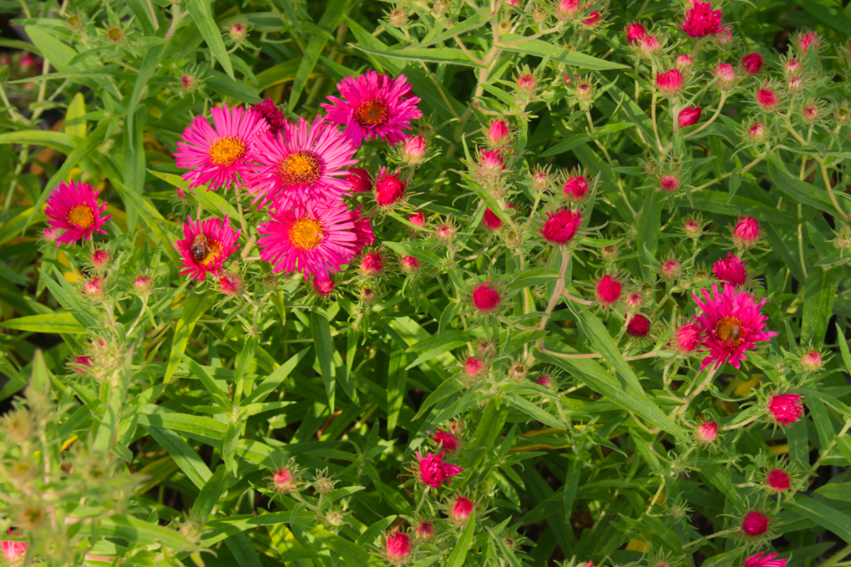 Aster novae-angliae 'Alma Pötschke'