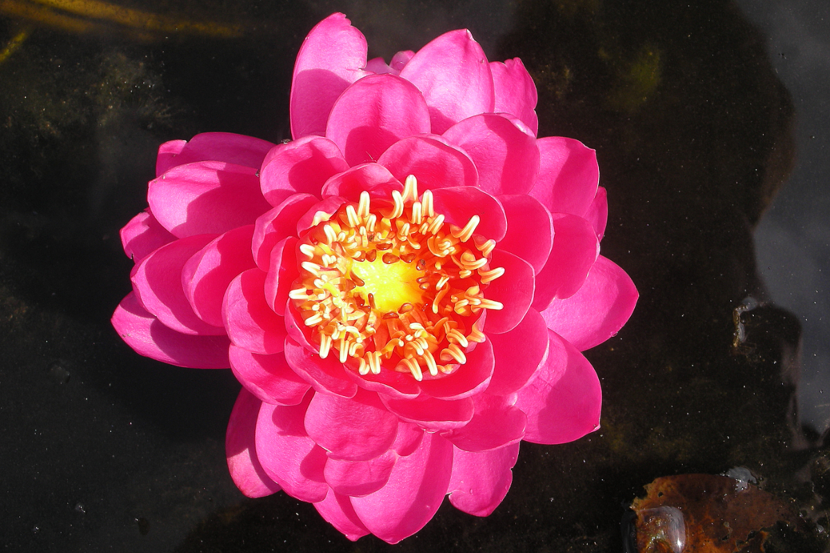 Nymphaea Hybride 'Belami'