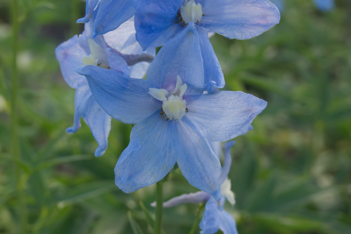 Delphinium Elatum-Hybr. 'Gletscherwasser'