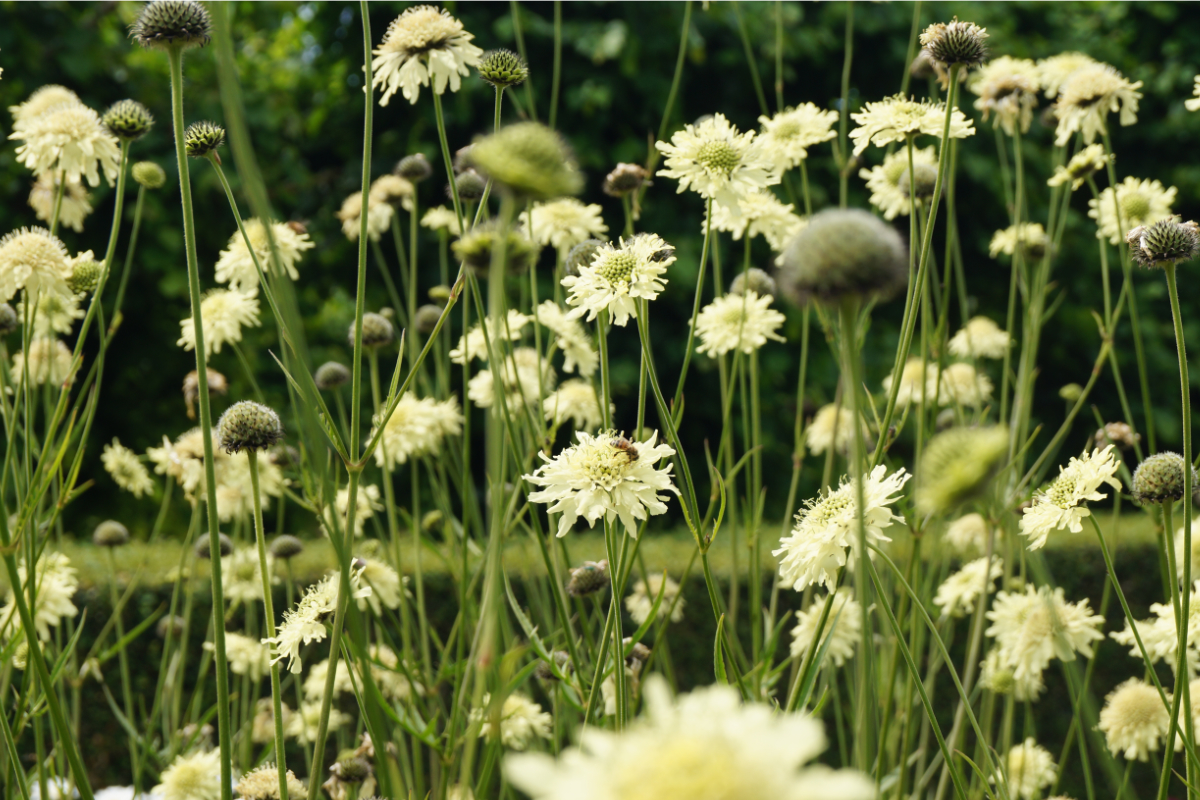 Cephalaria gigantea (tatarica)