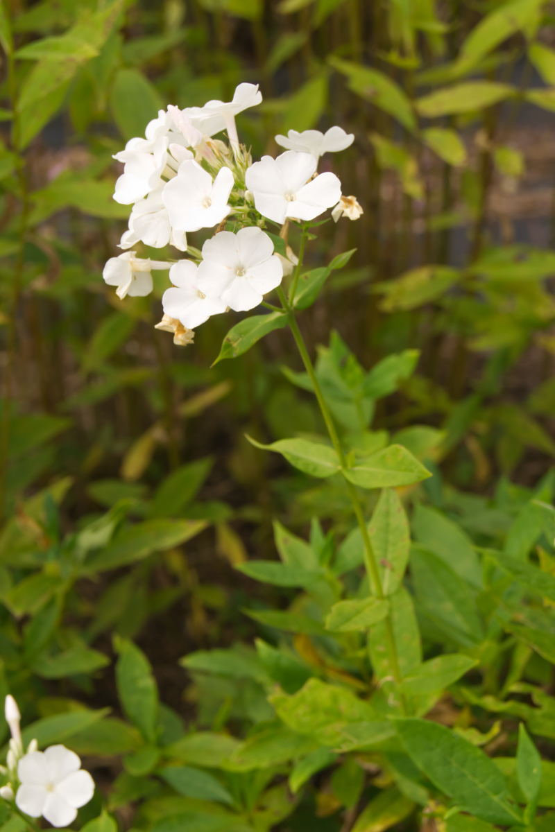 Phlox Paniculata-Hybr. 'Waupee' (ehemals amplifolia)