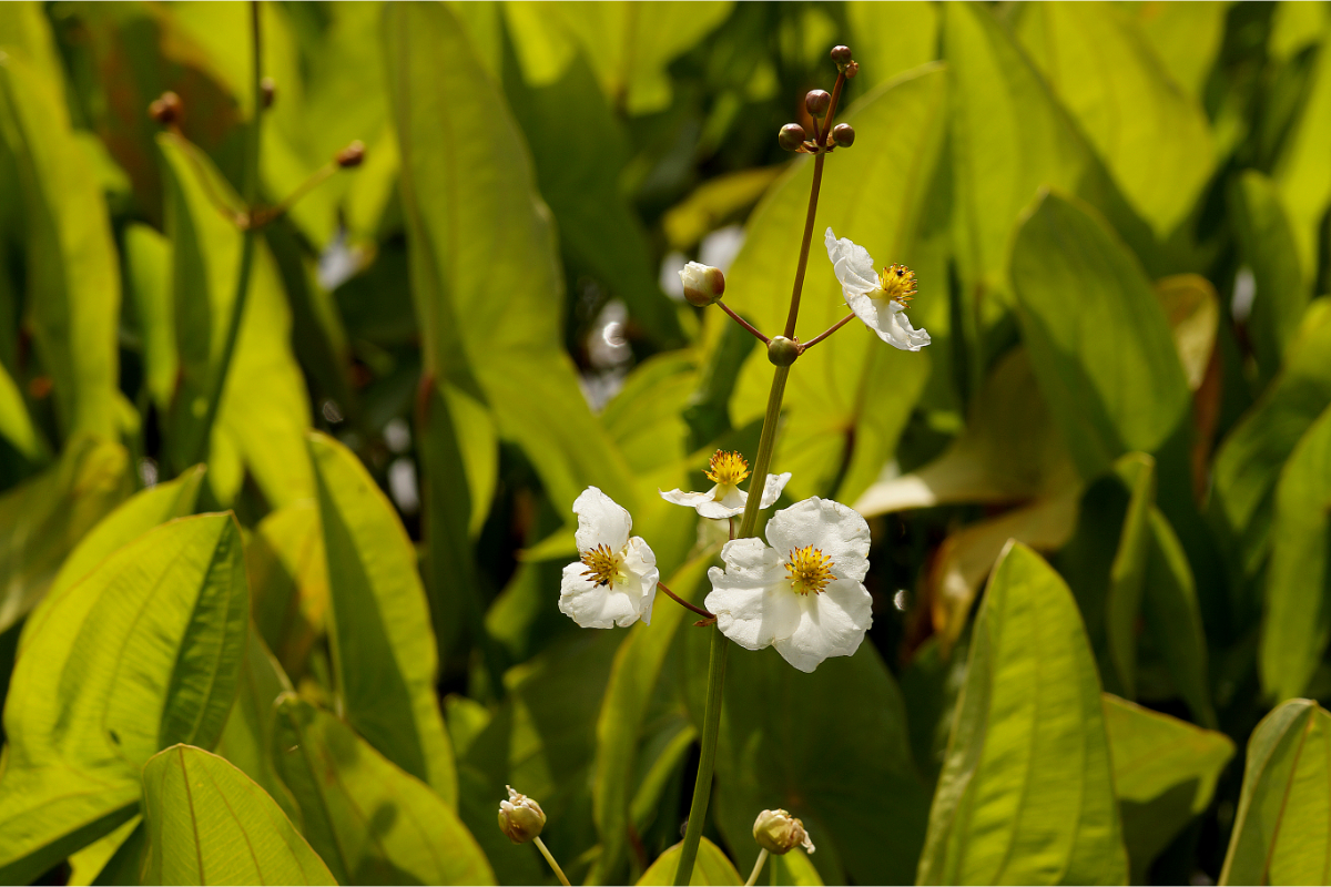 Sagittaria latifolia - Großblättriges Pfeilkraut