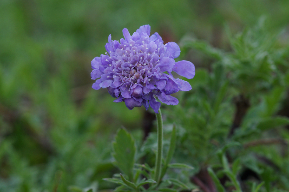 Scabiosa columbaria 'Butterfly Blue' - Tauben-Skabiose