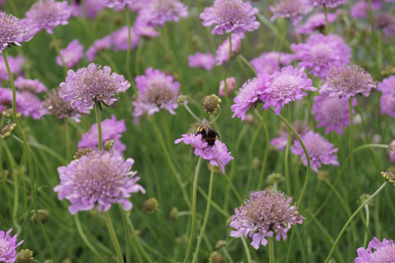Scabiosa columbaria 'Pink Mist'