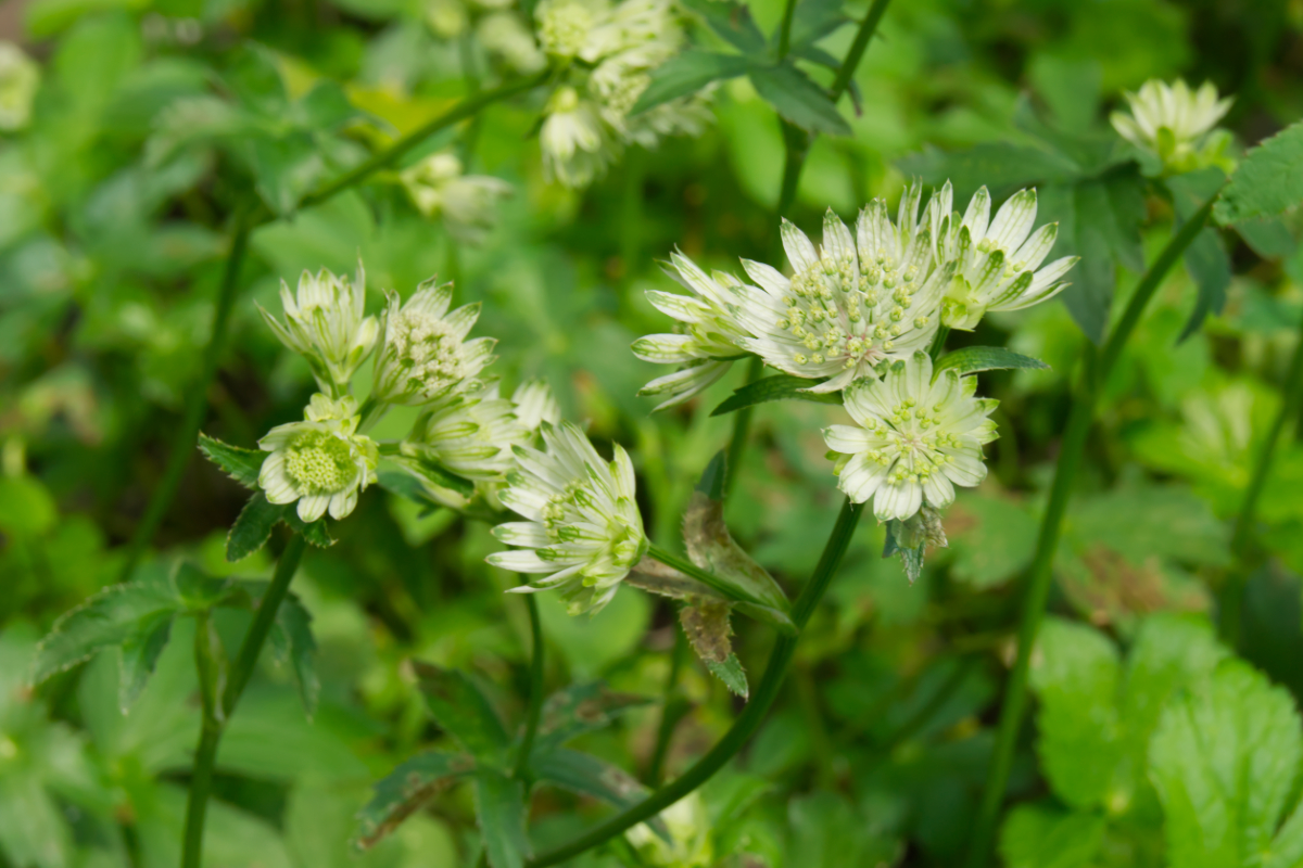 Astrantia major - Sterndolde