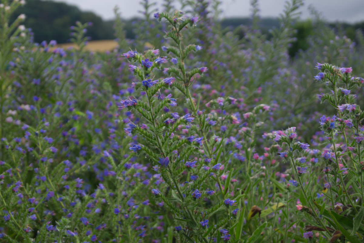 Echium vulgare