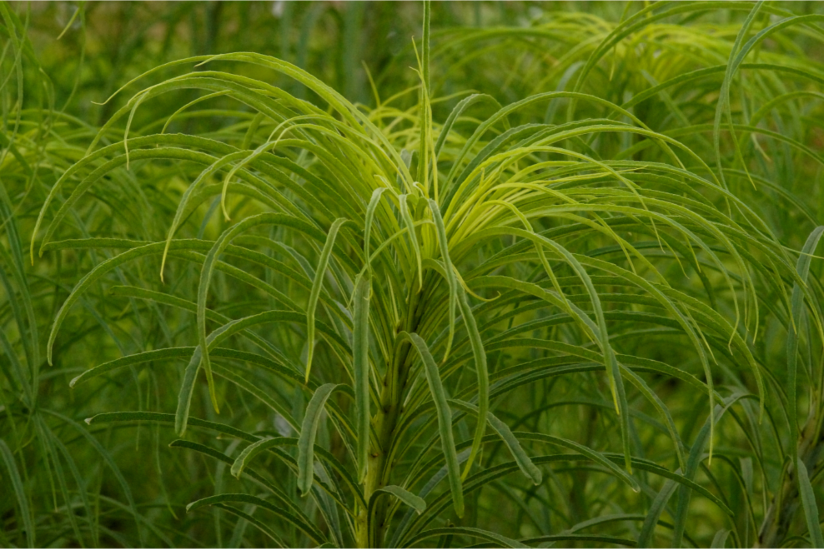 Helianthus salicifolius