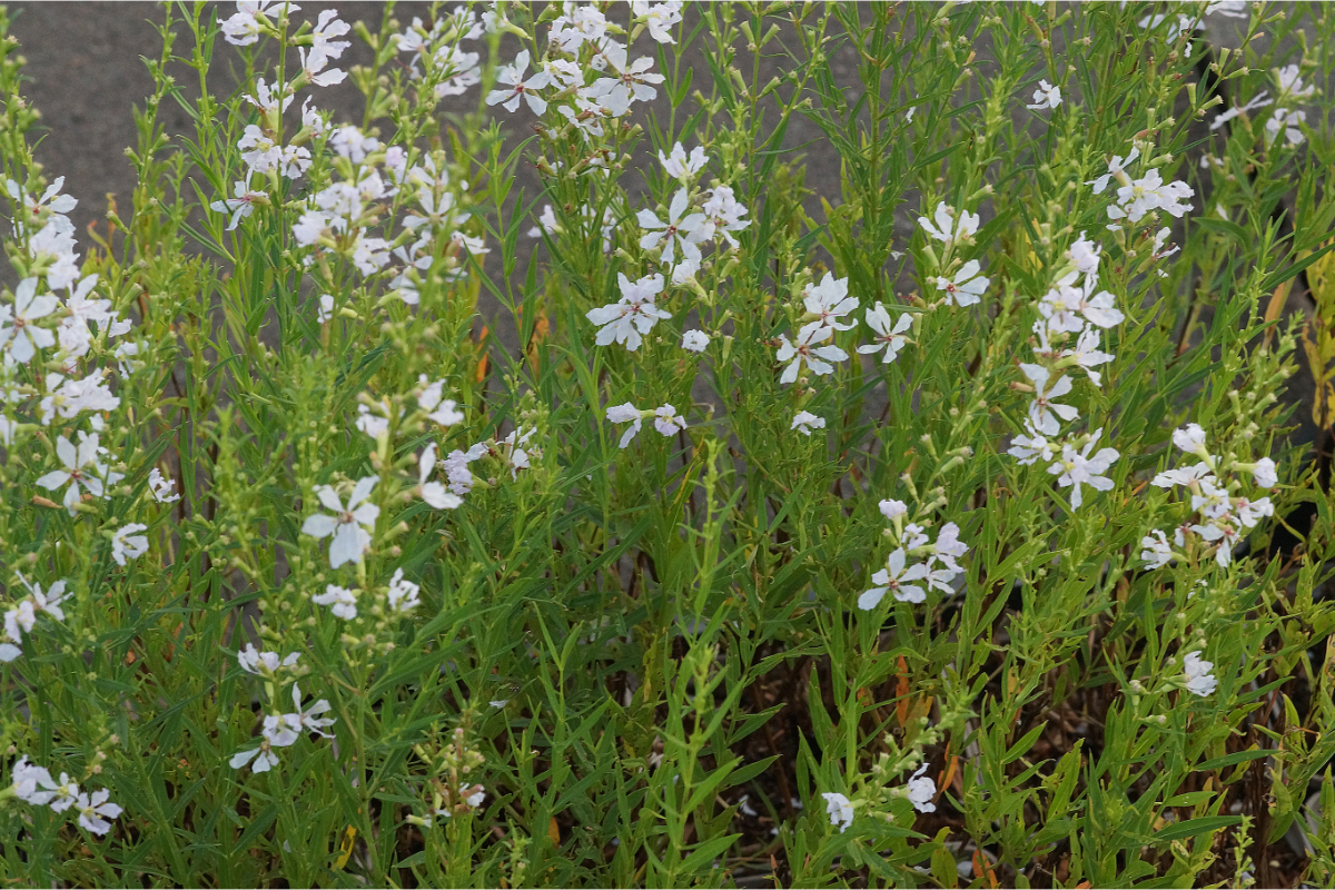 Lythrum virgatum 'White Swirl' - Weißer Ruten-Weiderich
