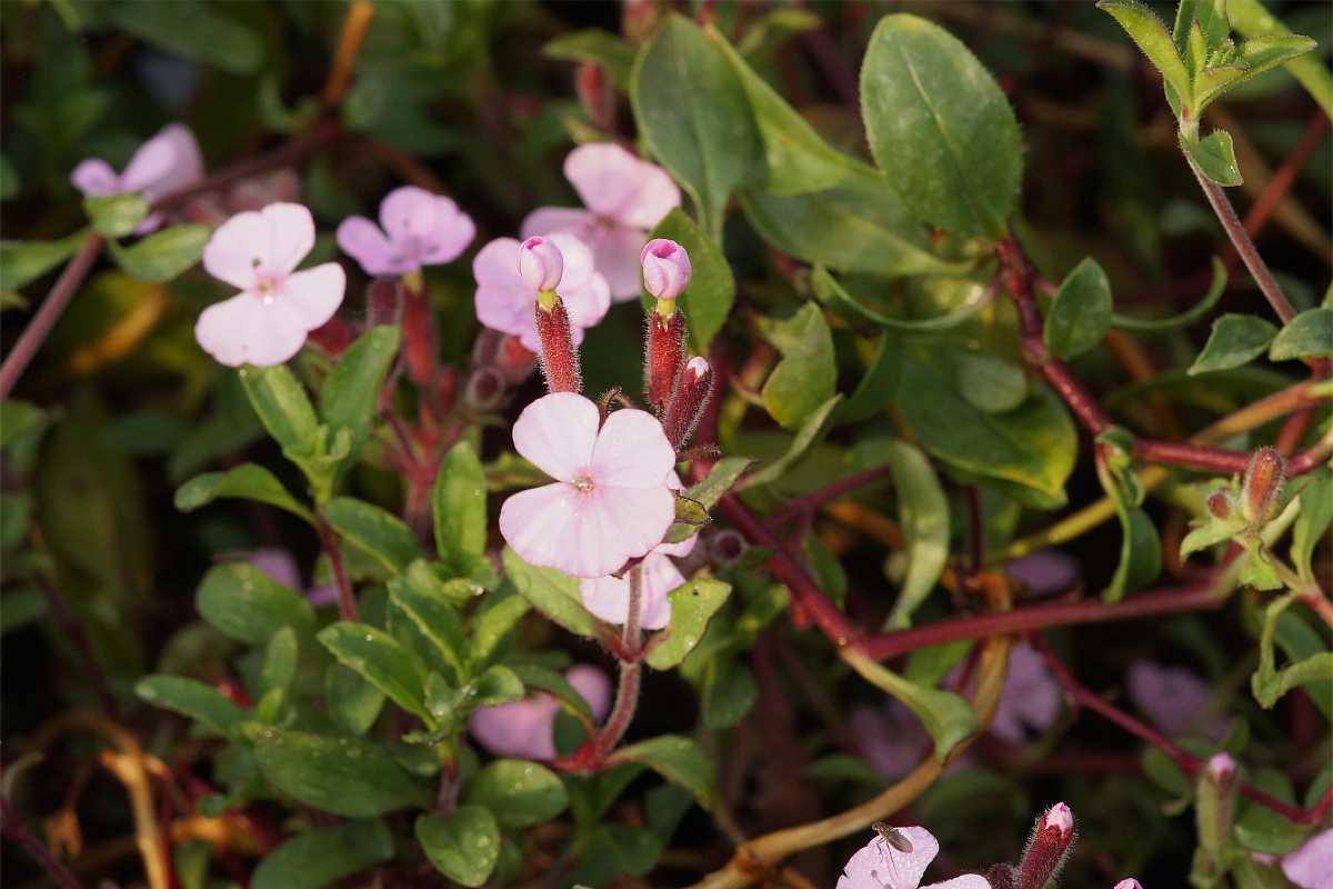 Saponaria ocymoides