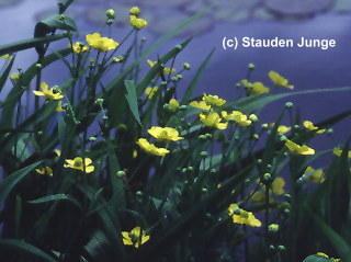 Ranunculus lingua - Zungen-Hahnenfuß, Sumpf-Hahnenfuß