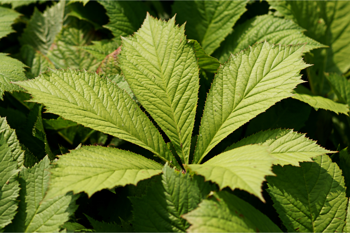 Rodgersia aesculifolia - Kastanienblättriges Schaublatt