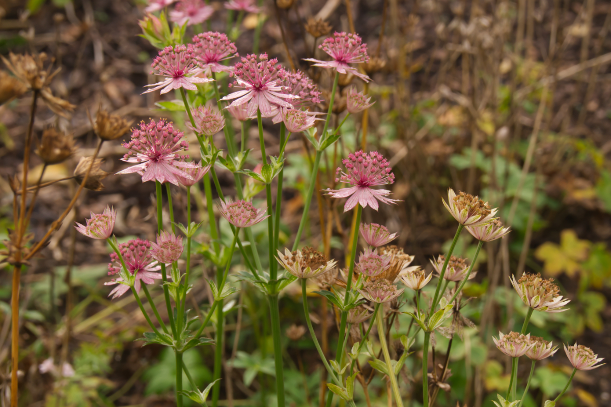Astrantia major 'Roma' (R)