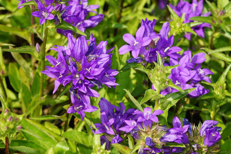 Campanula glomerata 'Dahurica' - Knäuel-Glockenblume