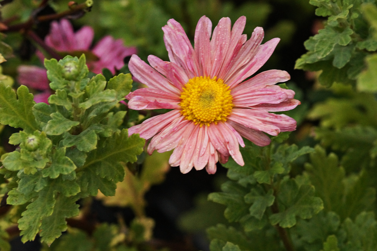 Chrysanthemum x hortorum 'Steinbacher Auslese' - Winteraster