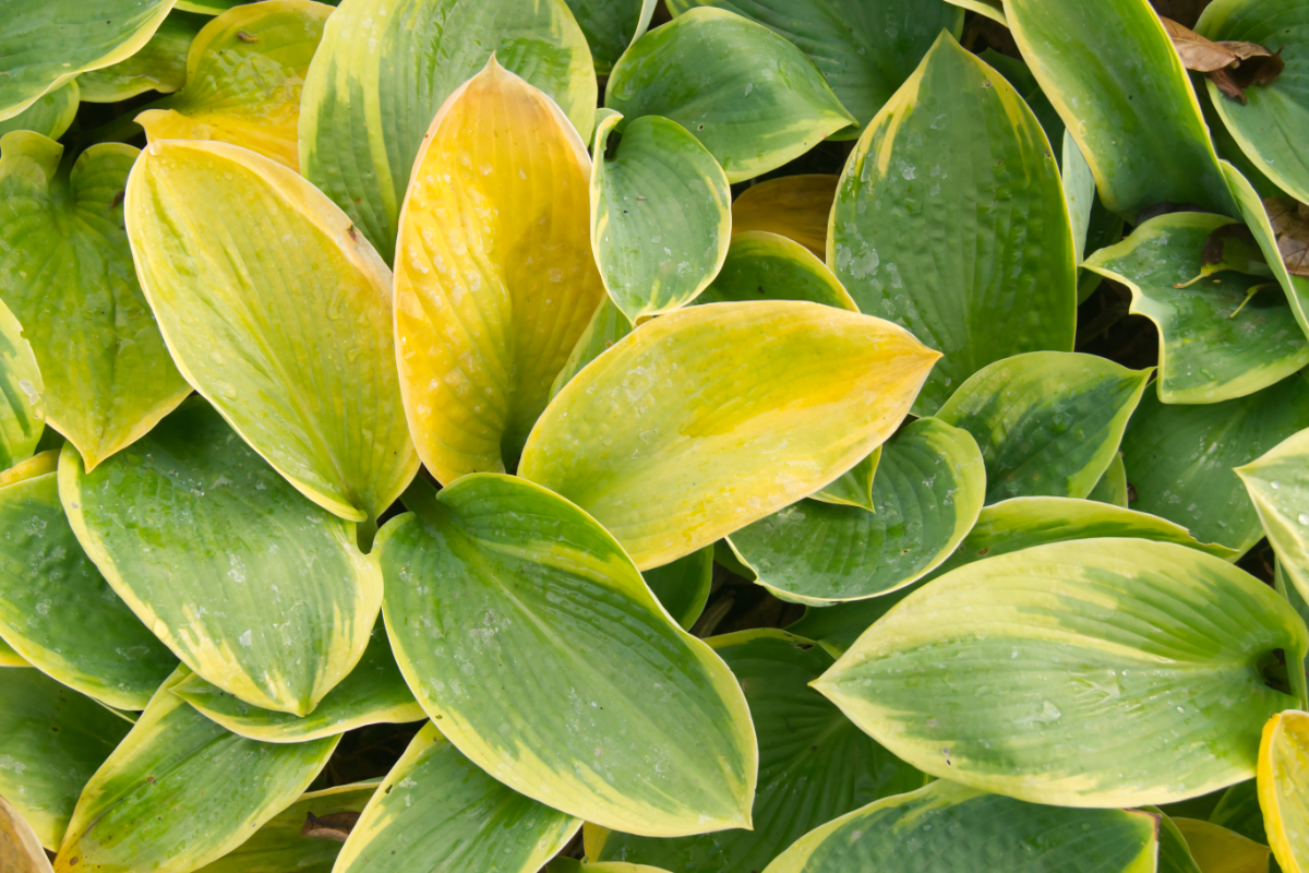 Hosta sieboldiana 'Frances Williams'