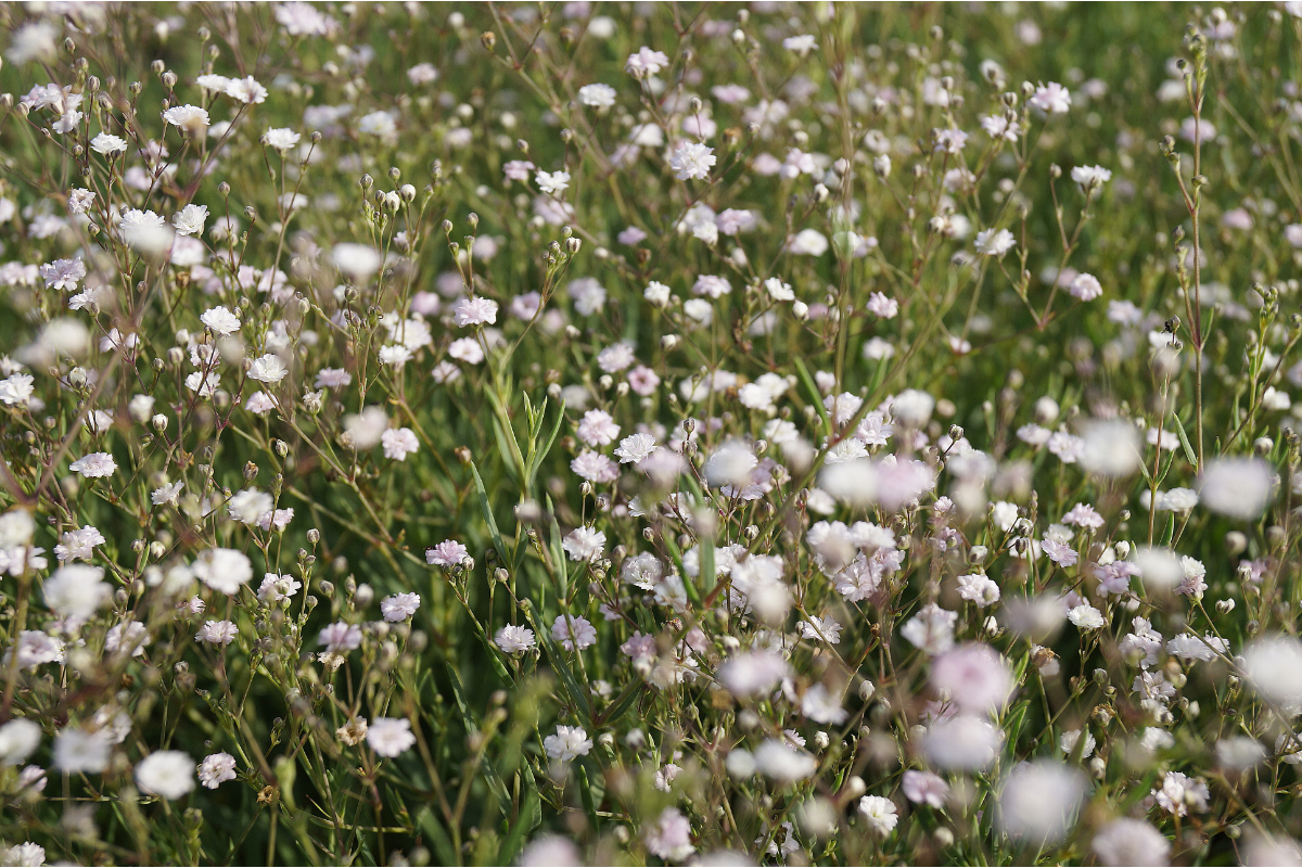 Gypsophila Repens-Hybr. 'Rosenschleier' - Schleierkraut