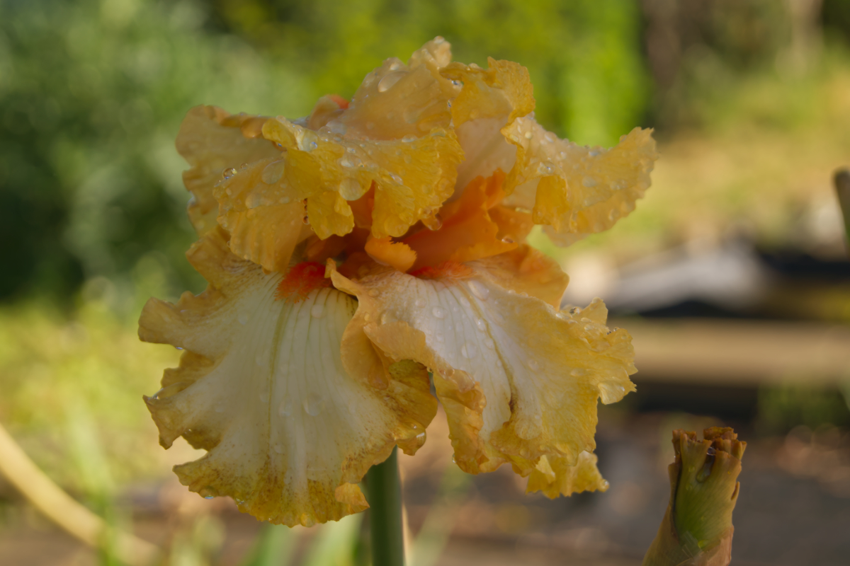 Iris barbata-elatior 'Cheap Frills'