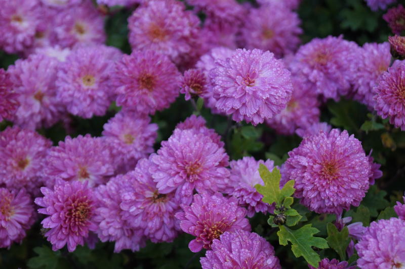 Chrysanthemum x hortorum 'Anastasia'