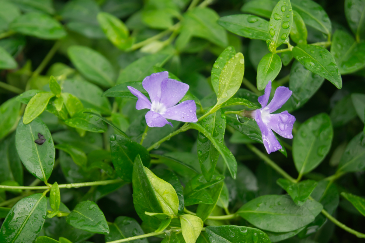 Vinca minor - Kleines Immergrün