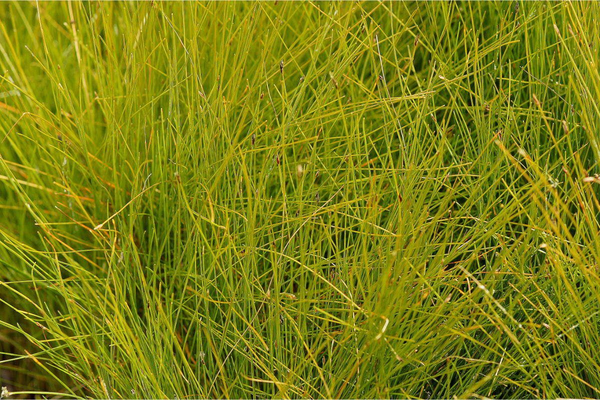 Eleocharis acicularis