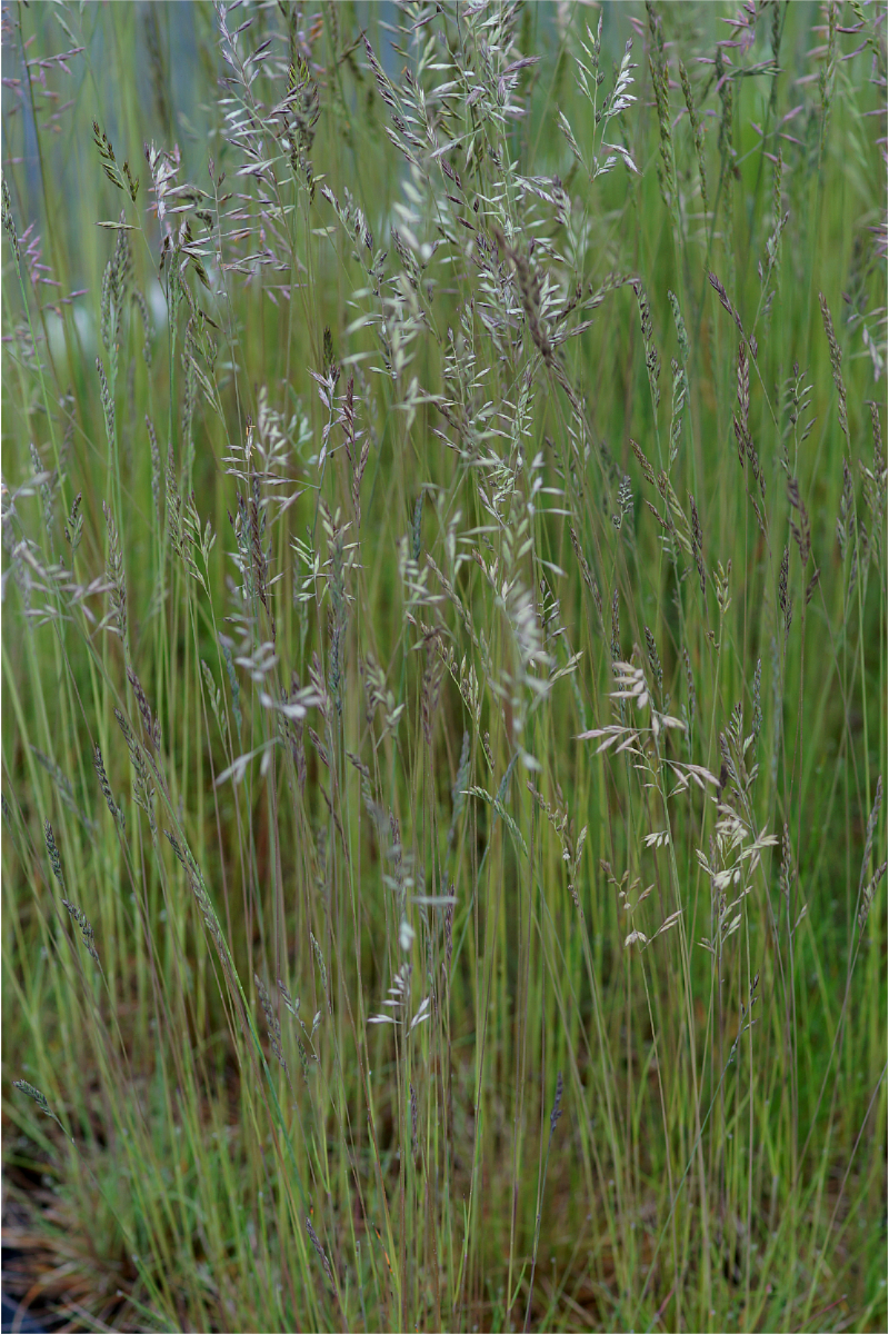 Festuca ovina