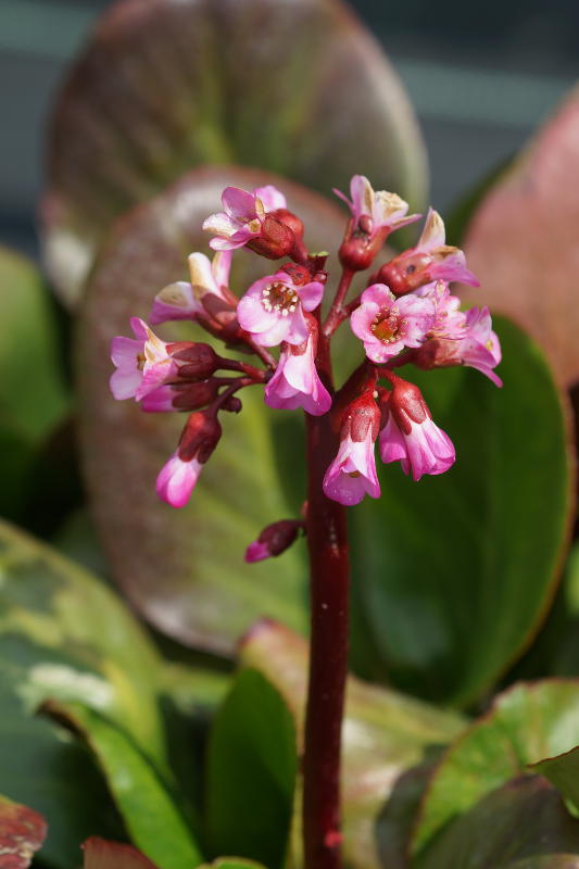 Bergenia Hybride 'Oeschberg'