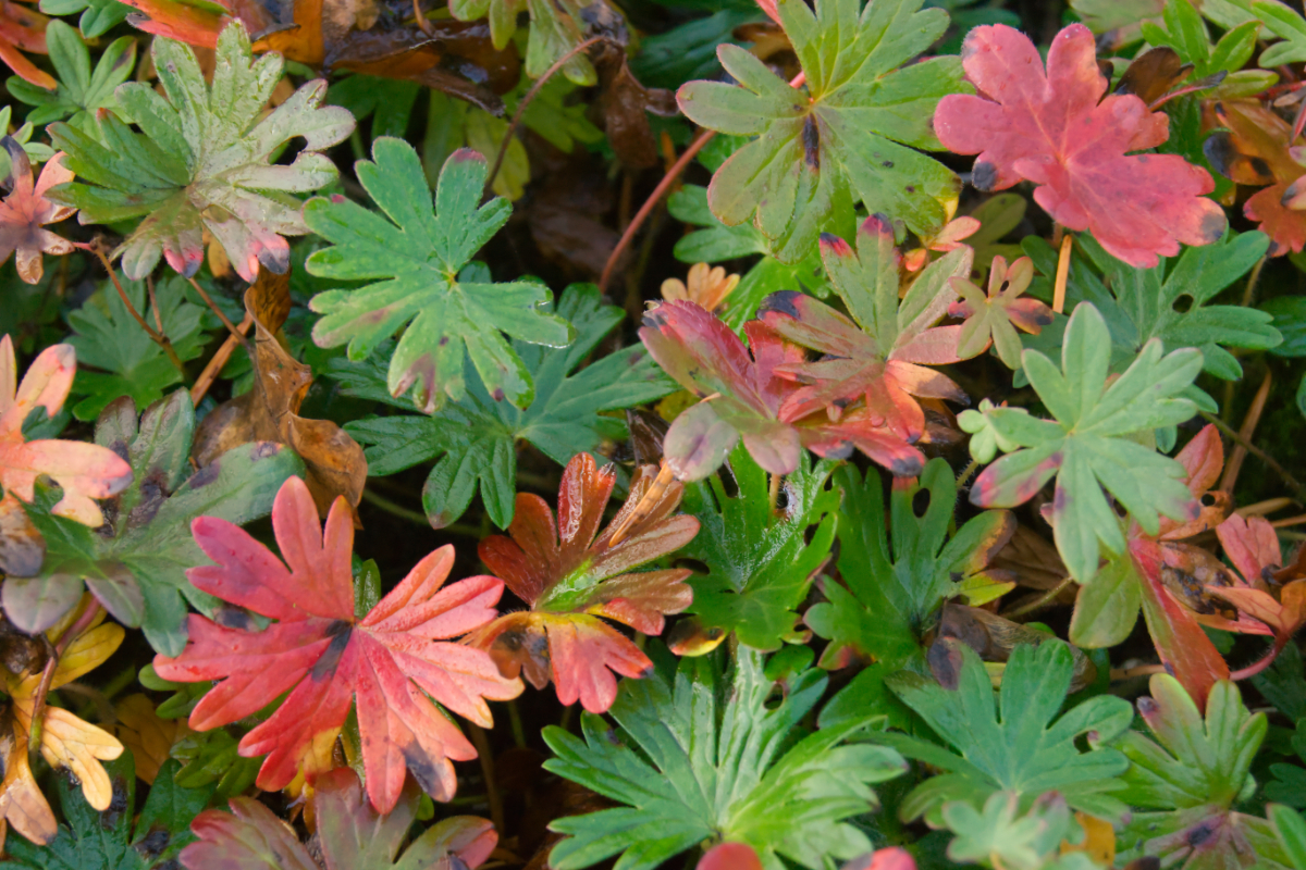 Geranium sanguineum var. striatum