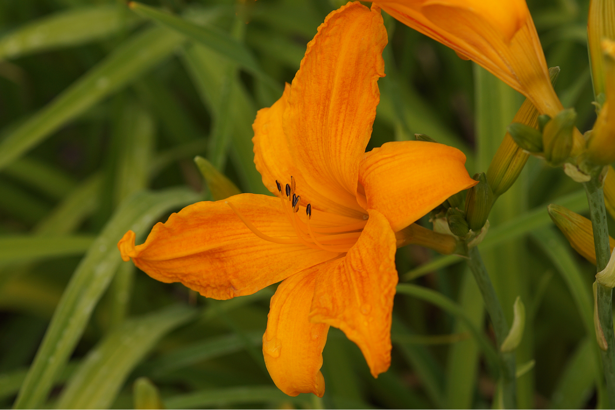 Hemerocallis Hybride 'Burning Daylight' - Taglilie